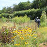 villandry gardens