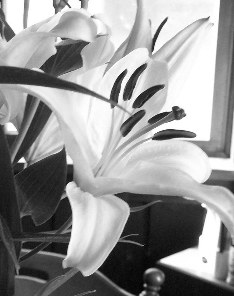 Black And White Lily