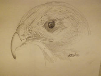 Drawing of Hawk