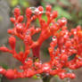 Red blossom in spring