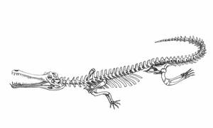 Gharial Skeleton