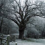 ghostly woods