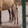 foal 1 - chester zoo