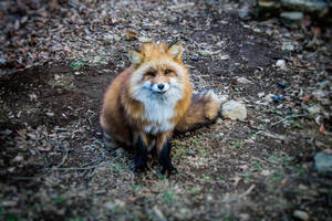 simply fox