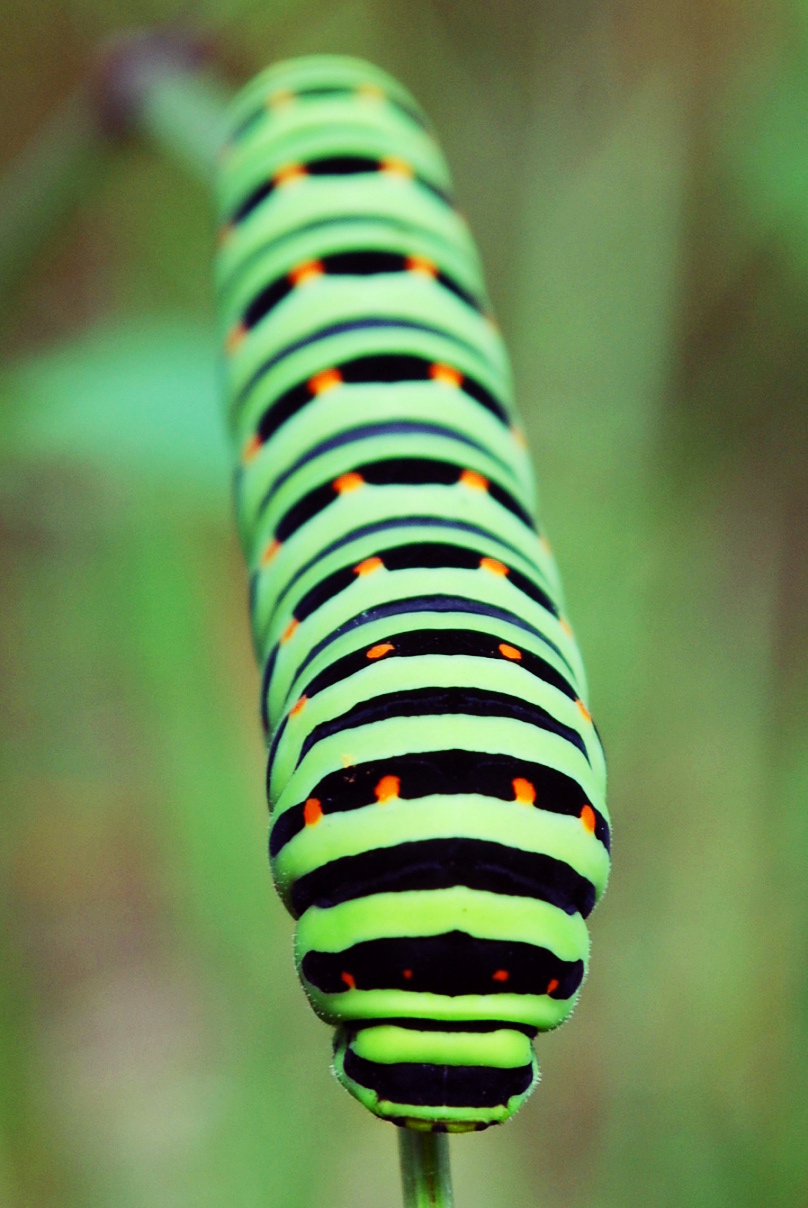 catepillar