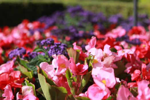 Flowers from Butchart Garden