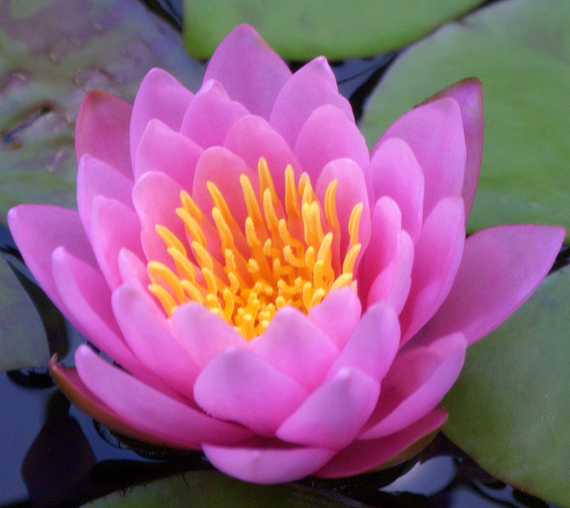 Water Lily