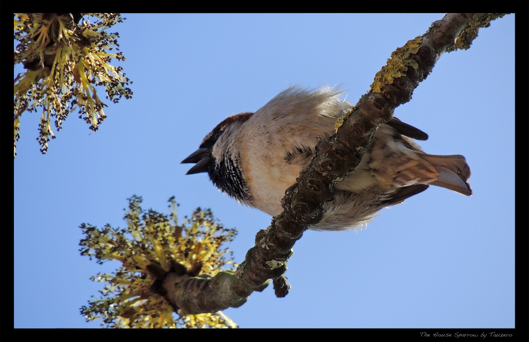 The House Sparrow