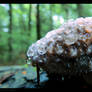 Fomitopsis pinicola