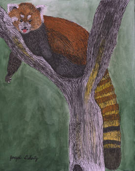 Red Panda