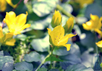 yellow flowers