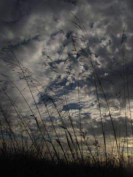 Majestuous Grass