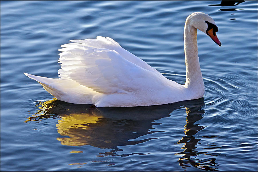 Morning Sun On Mute Swan