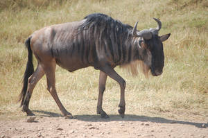 Horns of the Serengeti