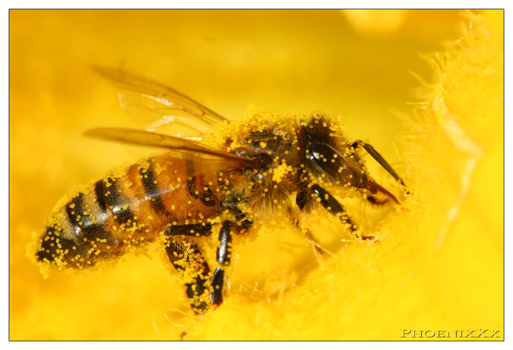 Macro Bee