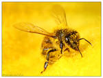 Macro bee 2 by PhoenixXx69