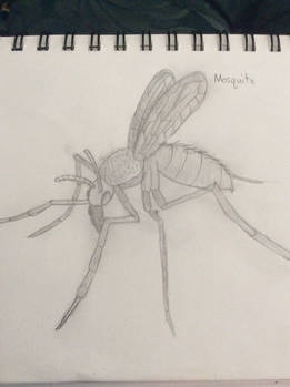 Mosquito