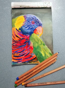 Colorful Lorikeet parrot