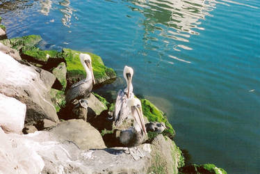 Pelicanos, Ensenada B.C.