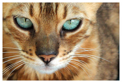 Bengal Cat Eyes