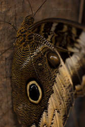 ZSL macro butterfly