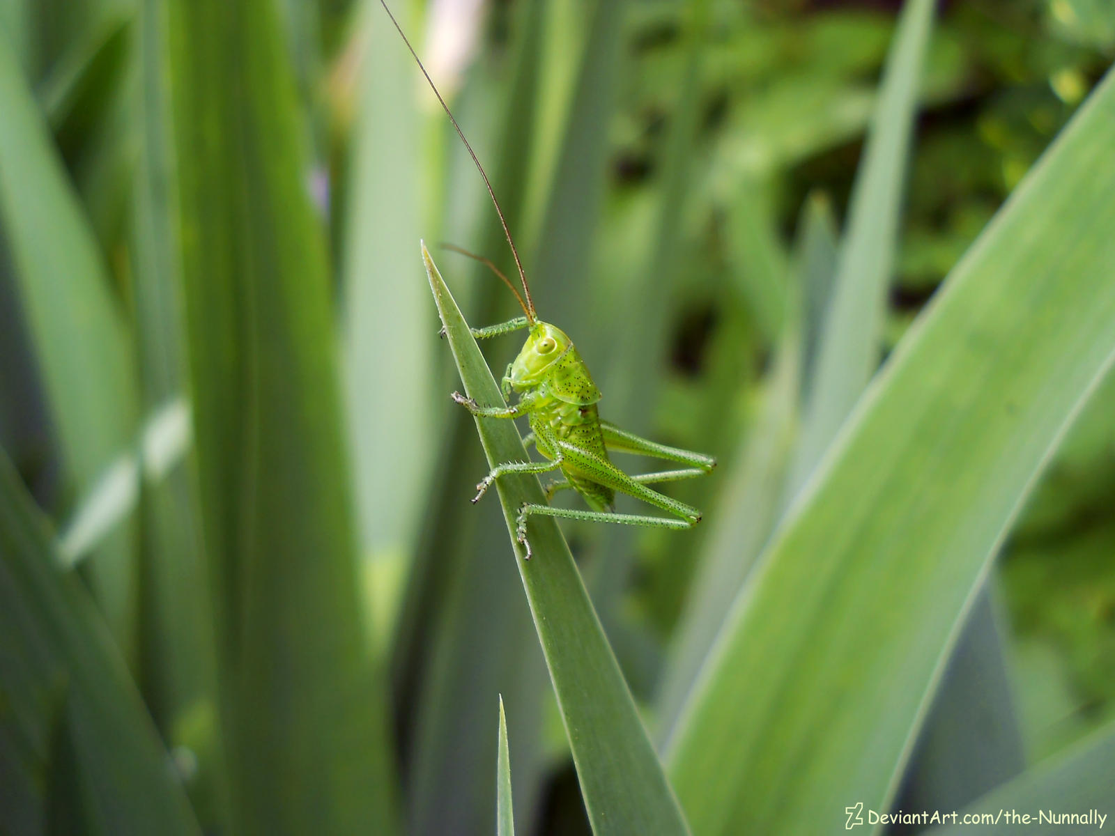 Tettigonia viridissima