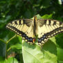 Papilio machaon