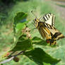 Papilio machaon