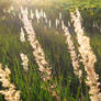 Spikelets in sunset