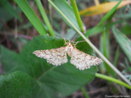 Heliomata glarearia