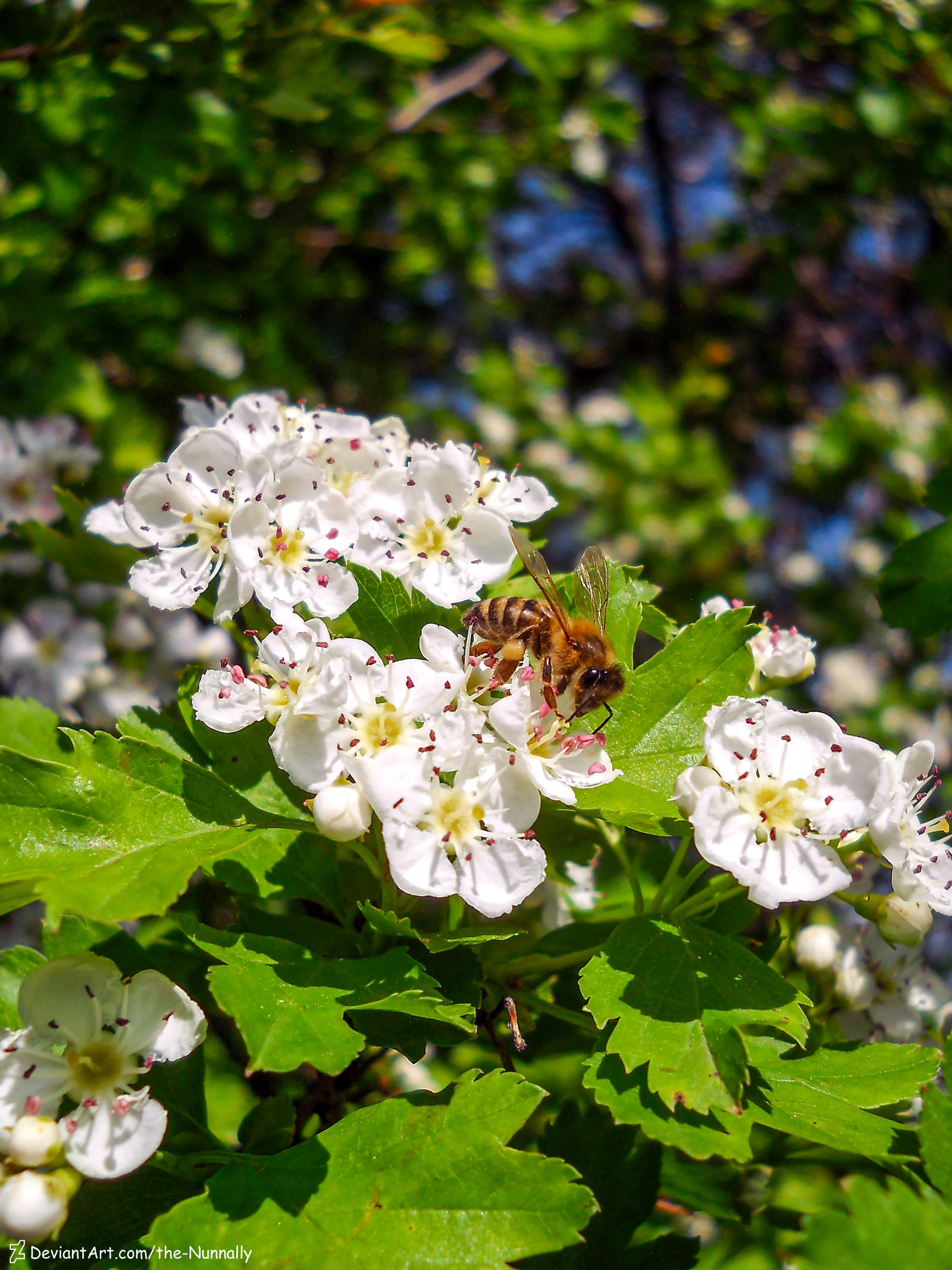 Apis mellifera by WardenOwl on DeviantArt