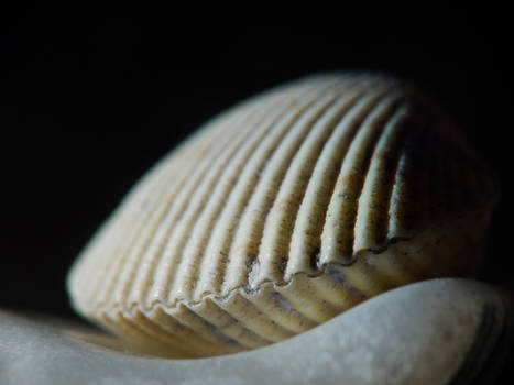 Small Clam Shell