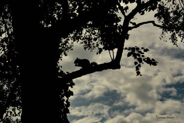 Squirrel Silhouette