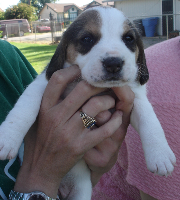 Beagle Puppy - VI