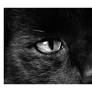 Simon - The Cat