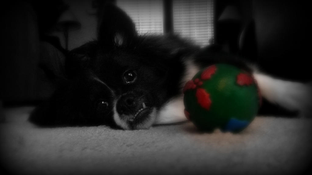 dog and ball edited2