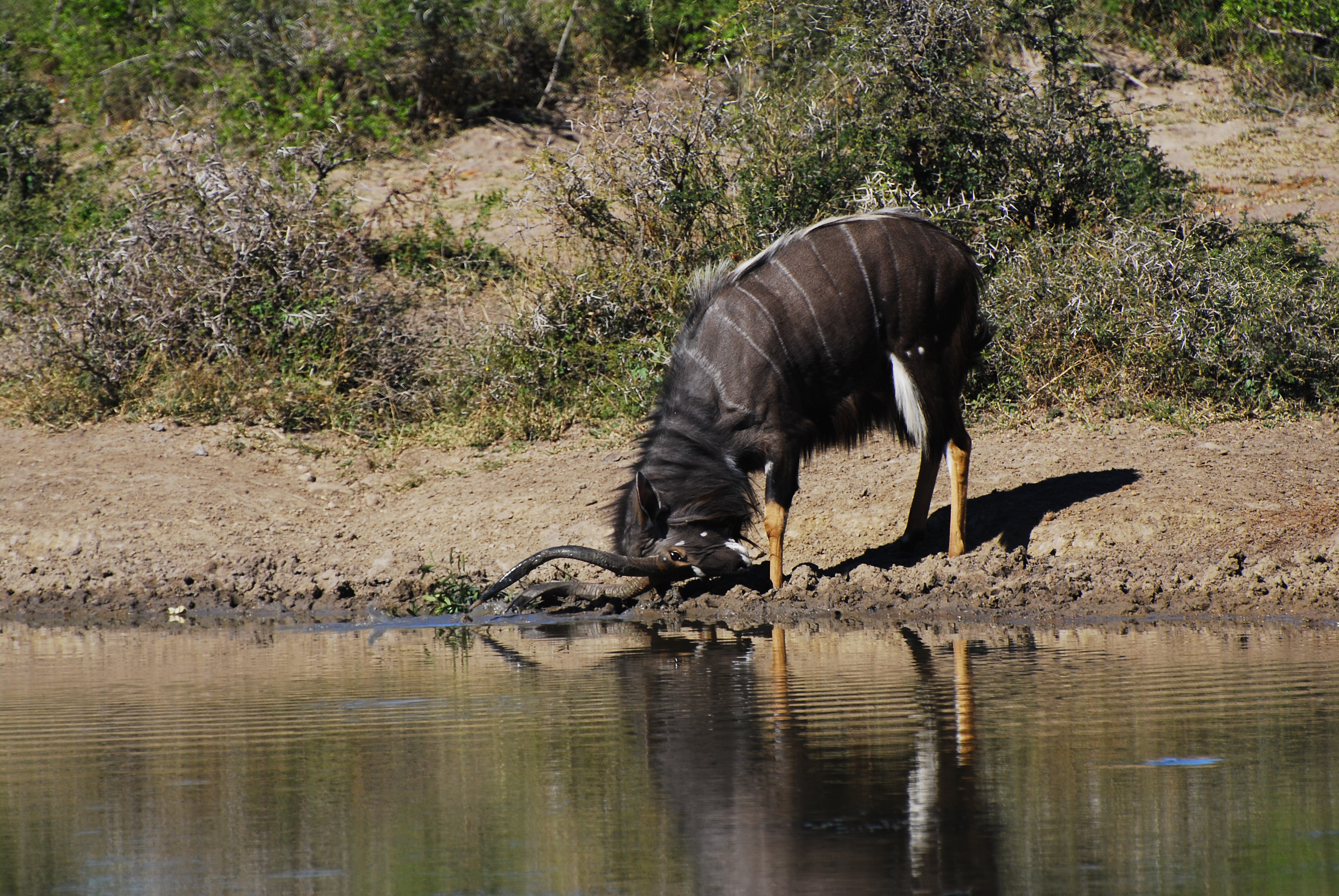 Antelope