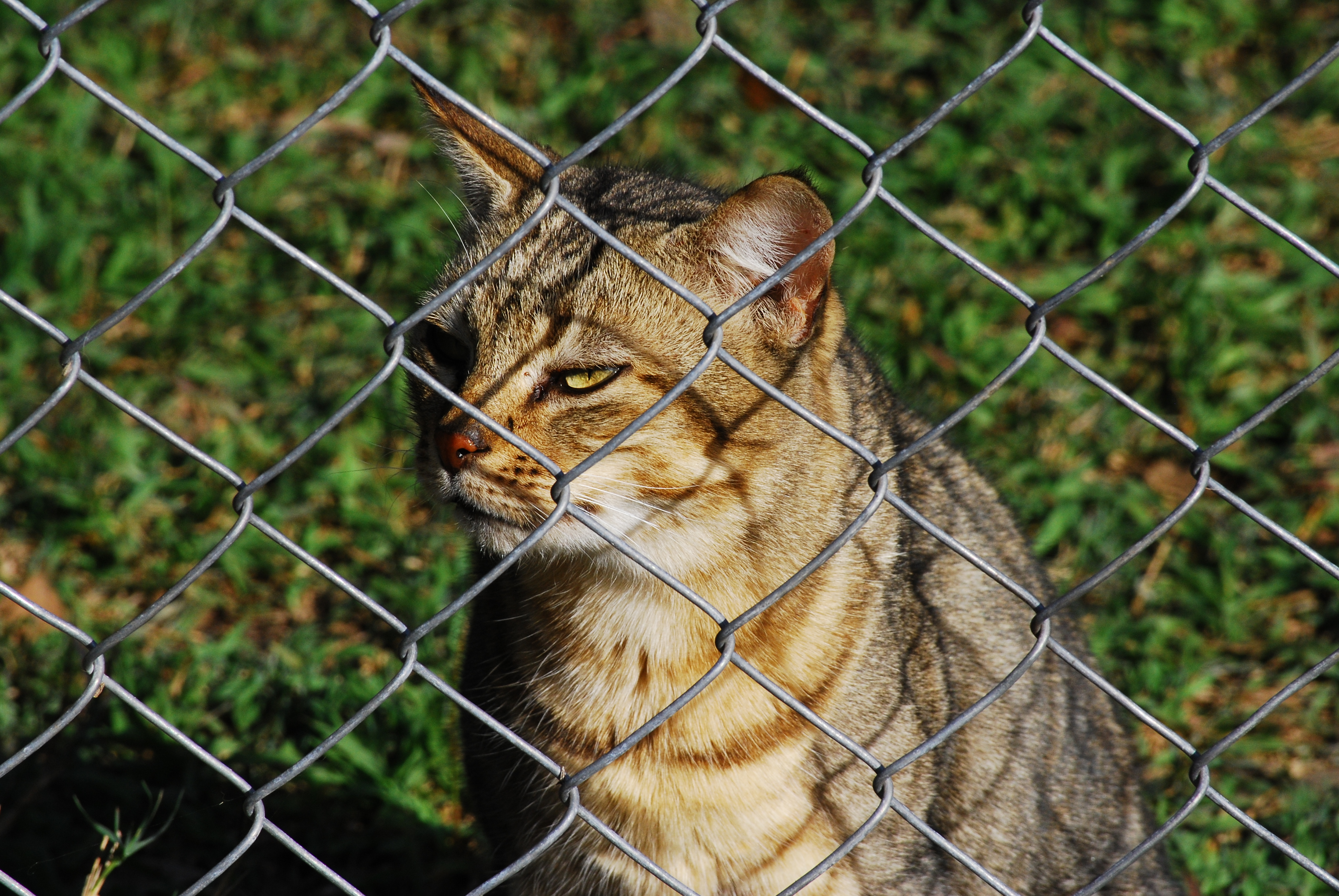 African Wild Cat