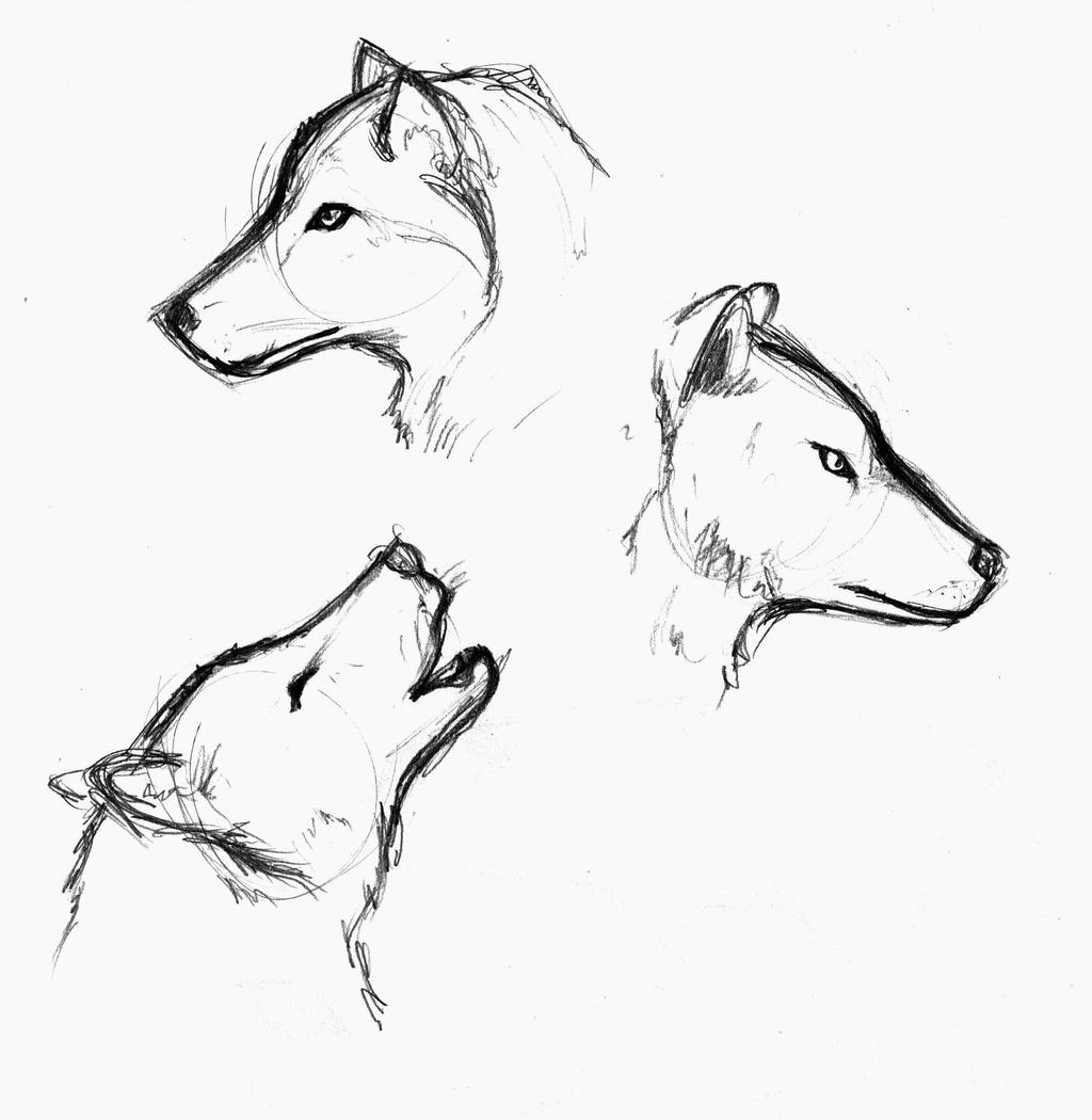 wolf head sketches