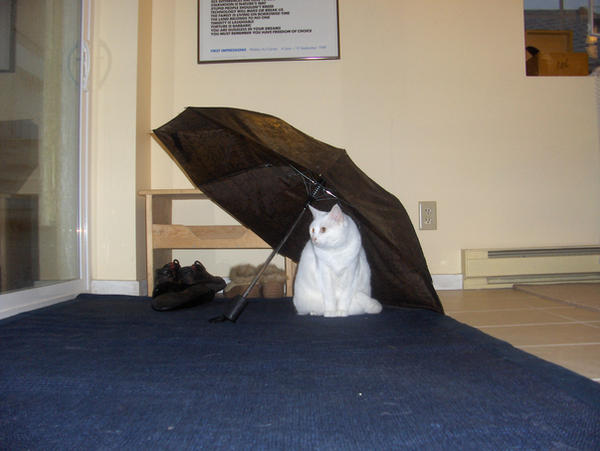 kitten+umbrella:2