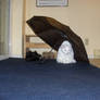 kitten+umbrella:3