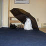 kitten+umbrella:4