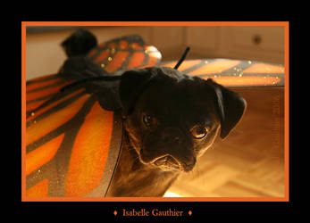 Puggyfly