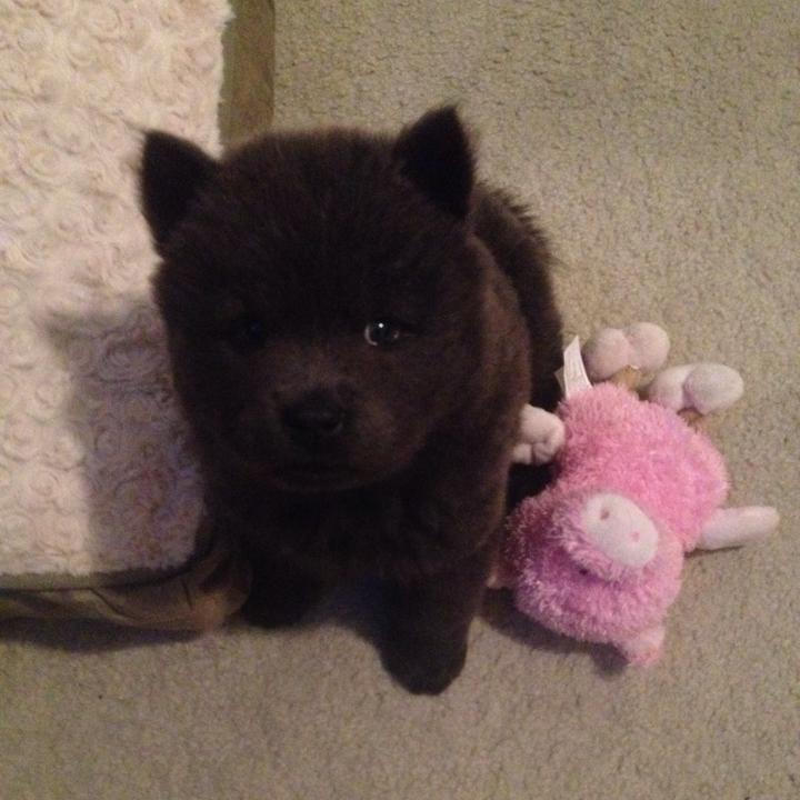 Baby Bear