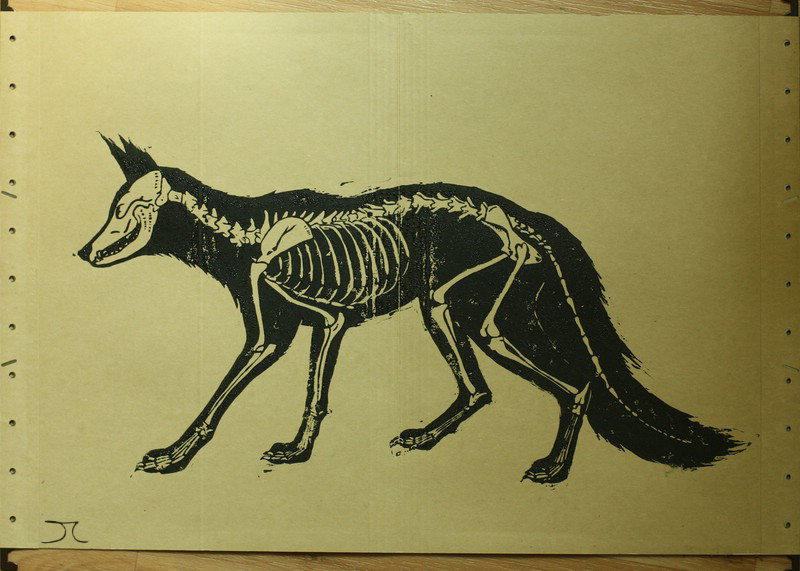 fox skeleton