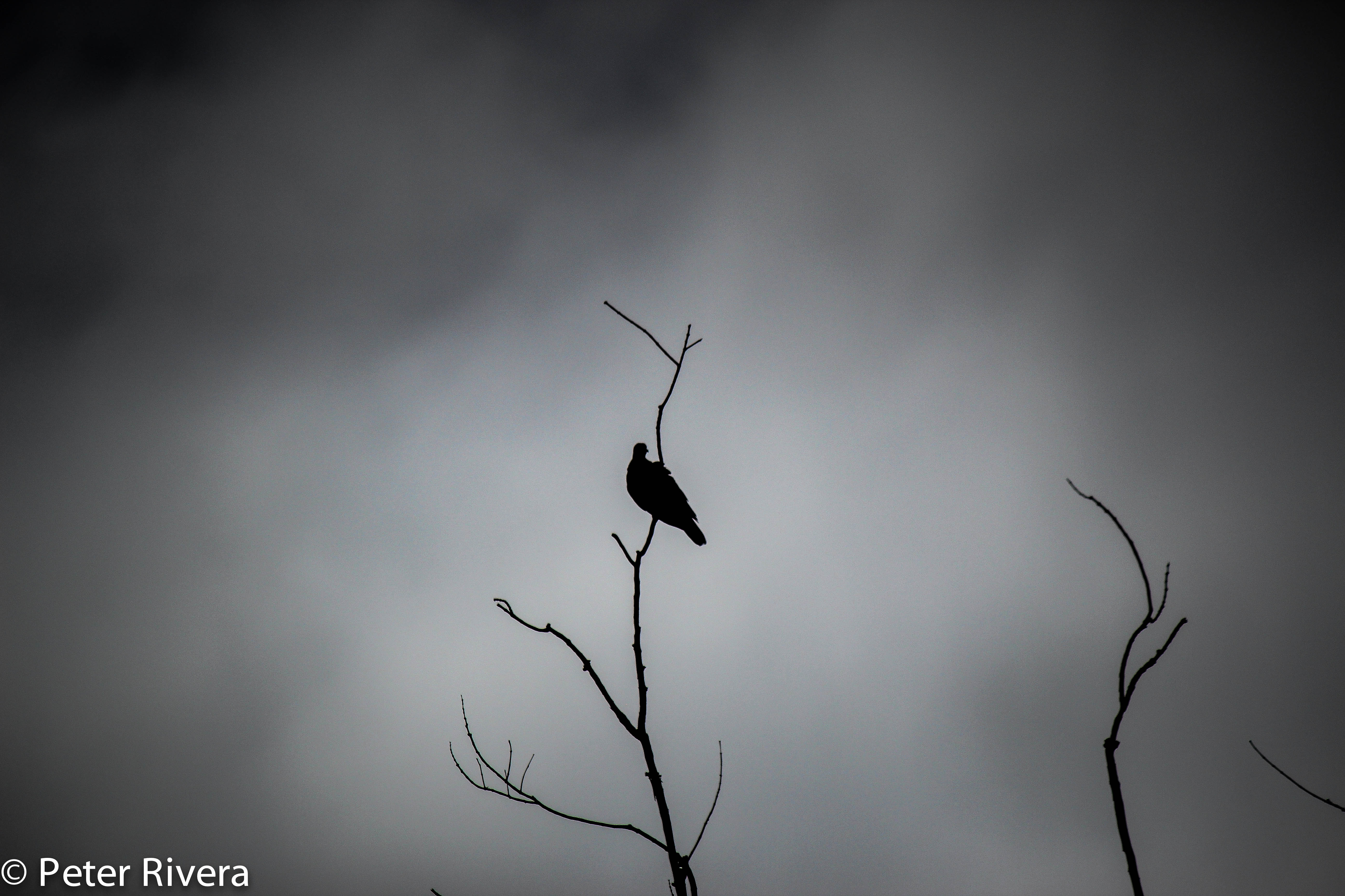 Bird on a stick