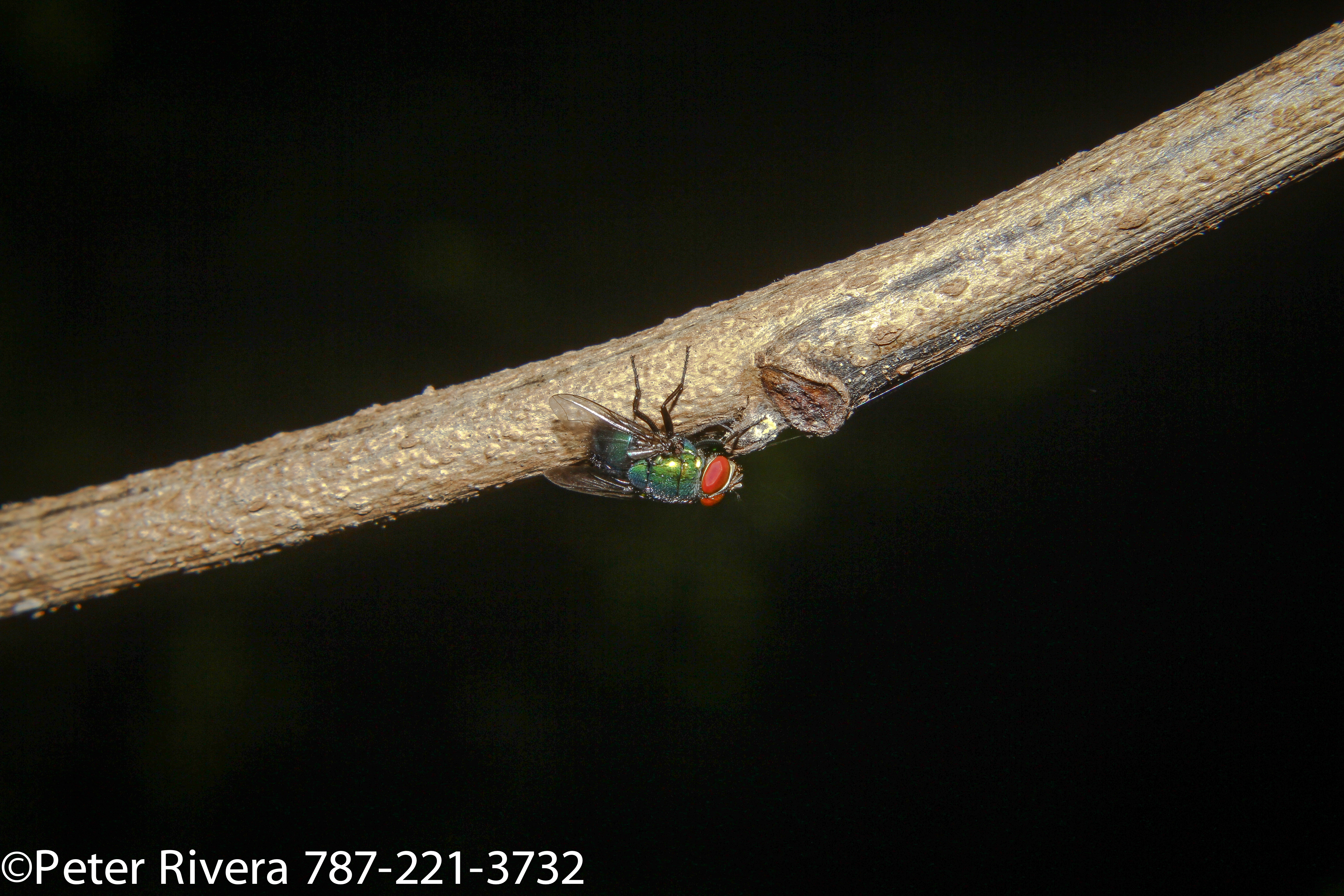 Fly on a stick with macro filters on 18-55mm