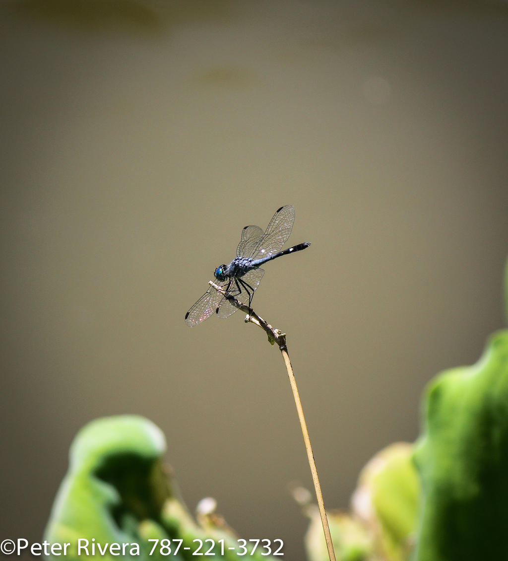 Dragonfly by the water