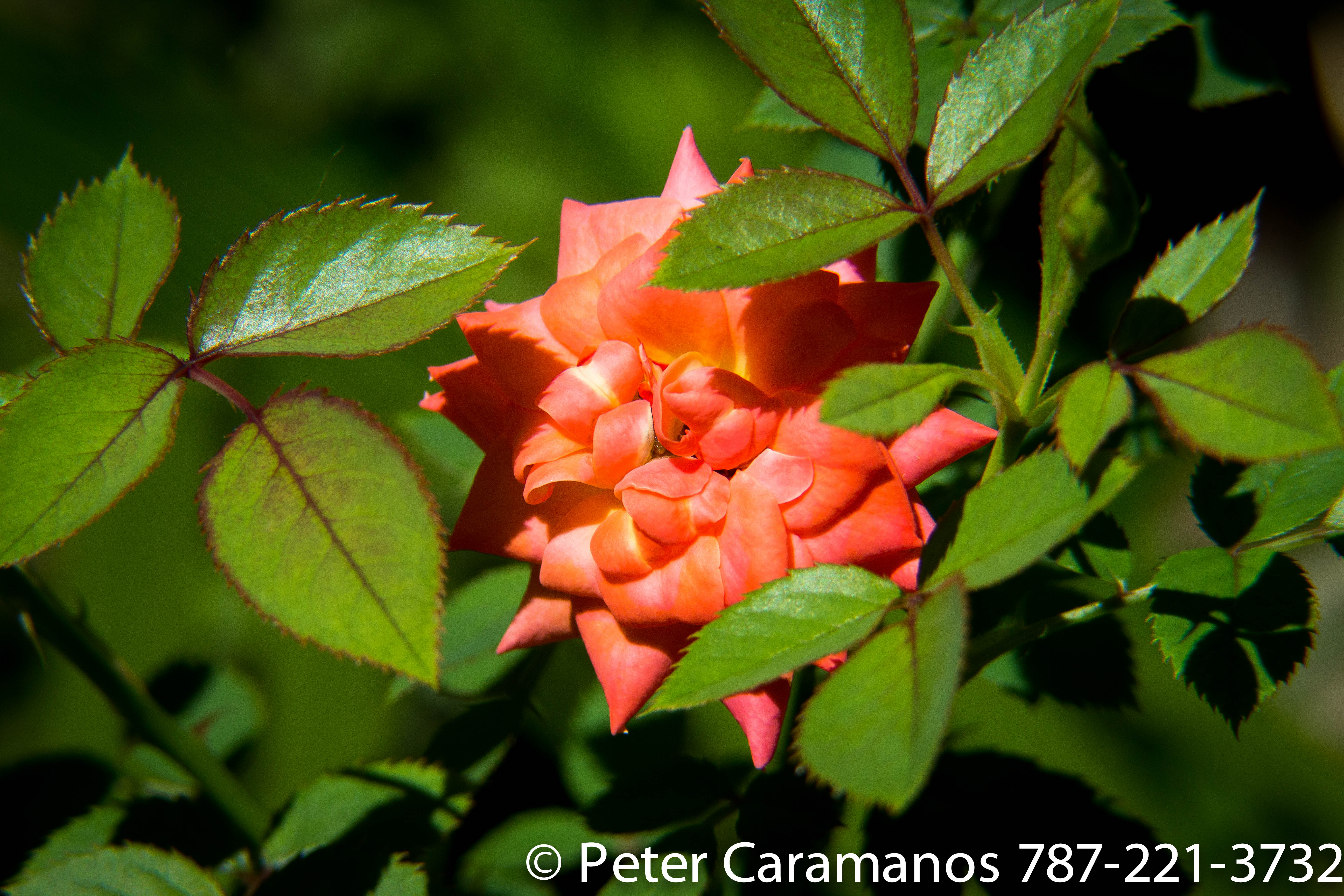 Miniature Rose 3