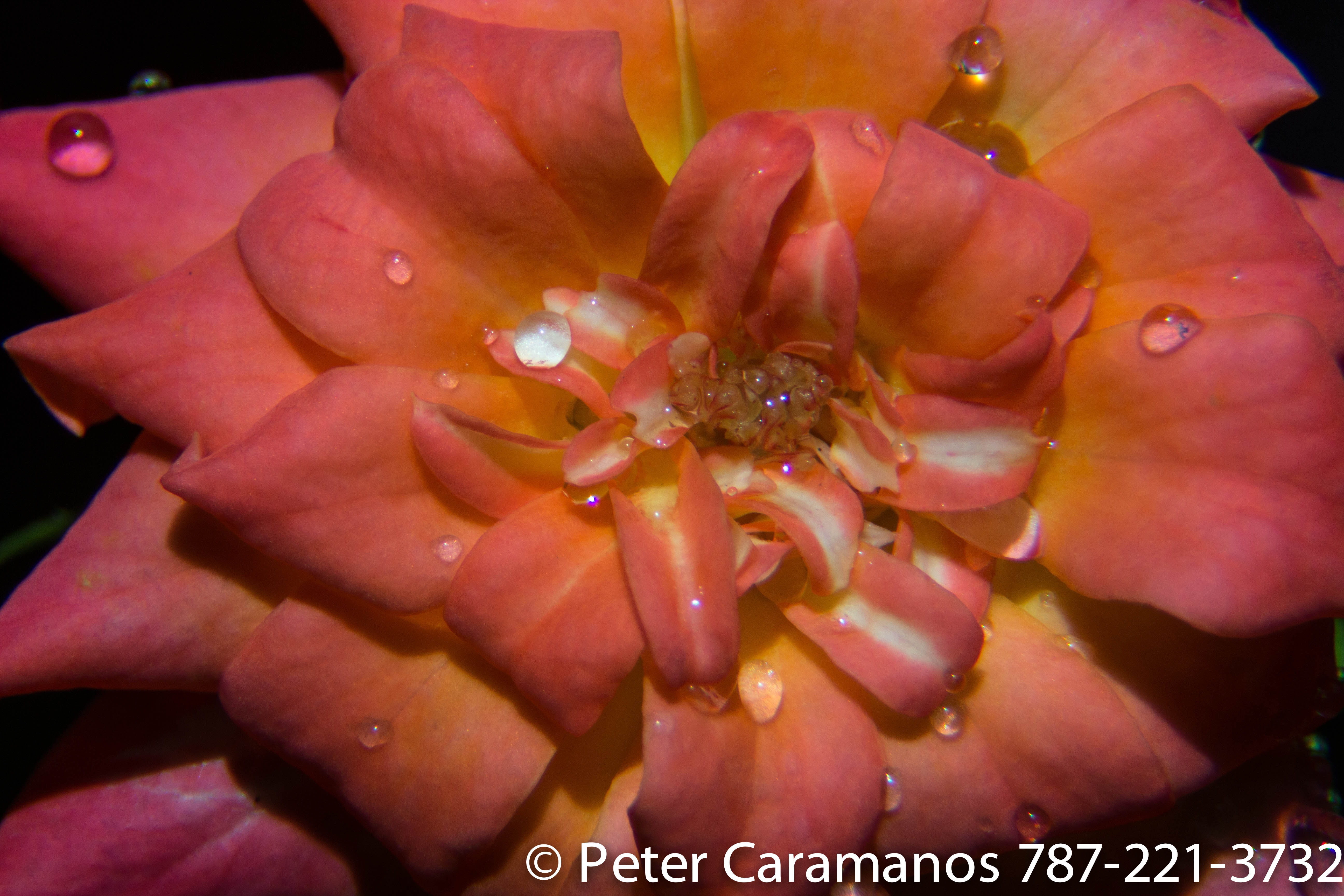 Pink Rose Water Drops